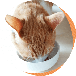 7つの長生きのための心がけ