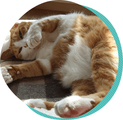 7つの長生きのための心がけ