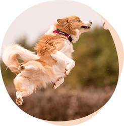 7つの長生きのための心がけ