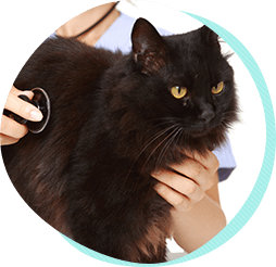 7つの長生きのための心がけ